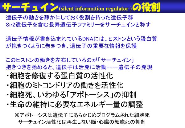 資料：サーチュインの役割