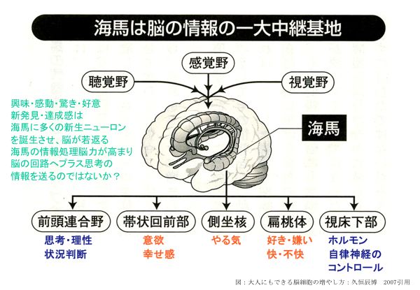 資料：海馬は脳の情報の一大中継基地