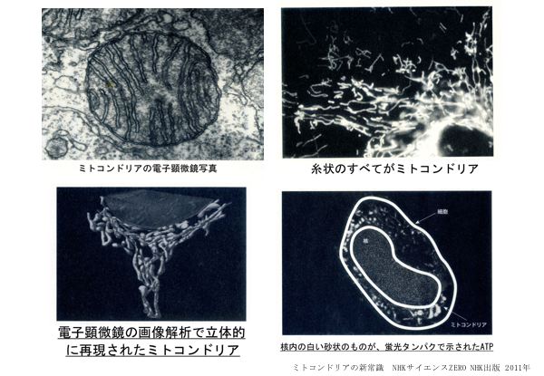 資料：写真（ミトコンドリア）