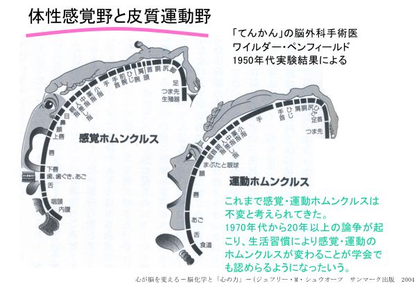 資料：体性感覚野と皮質運動野