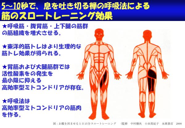 資料：5〜10秒で、息を吐ききる禅の呼吸法による筋のスロートレーニング効果