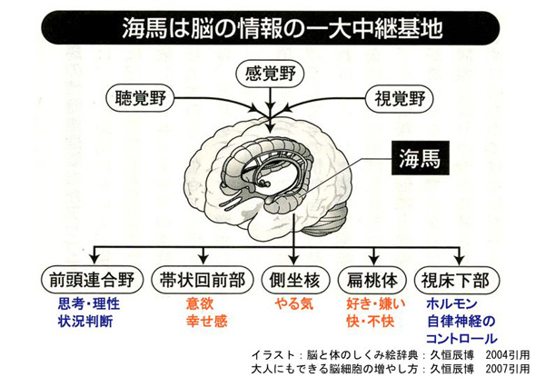 海馬は脳の情報の一大中継基地